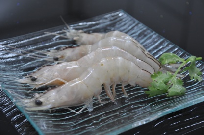 HOSO(HEAD ON SHELL ON) Shrimp